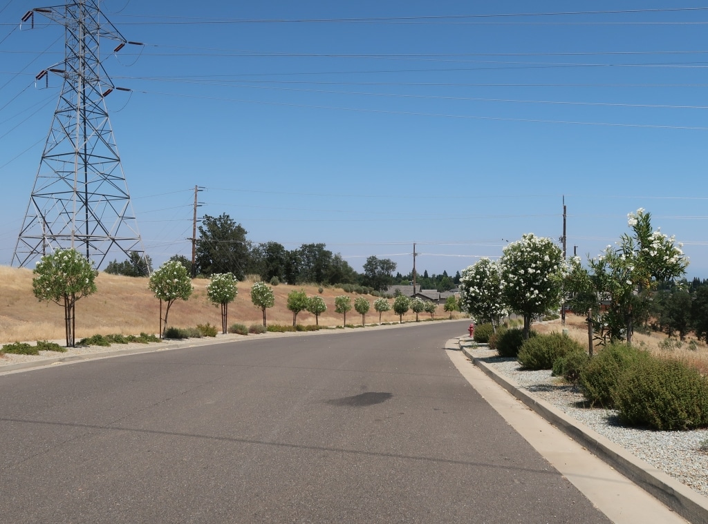 Round trimmed shrubs line either side of the corner of a road.