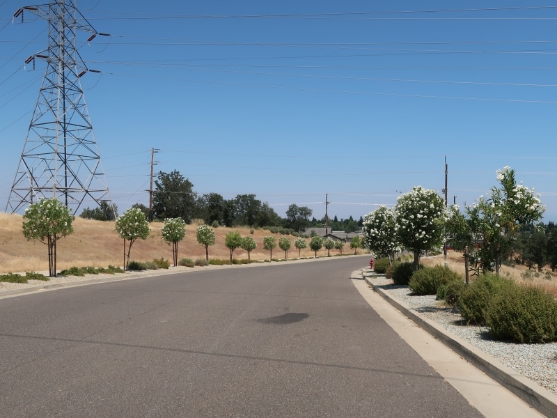 Round trimmed shrubs line either side of the corner of a road.