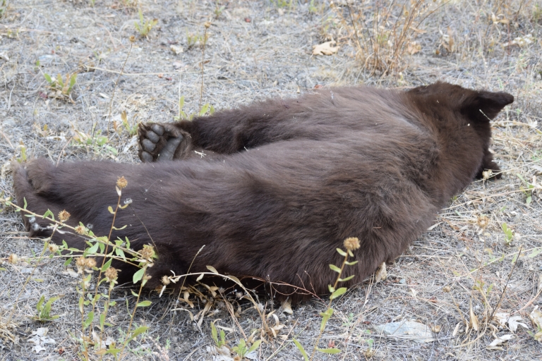 Three bears, three months: Highway 299’s cost to wildlife – Shasta Scout